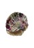 Pico Petite Ariel Claw - Lille grøn/vinrød musling hårklemme CL16 Green/Purple Quazite