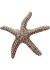 Tim&Simonsen Pin Sea Star - S&oslash;stjerne med klare stenTSJ771&nbsp;White